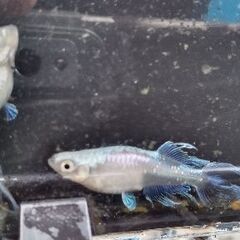 龍の鬣メダカ稚魚10匹の画像