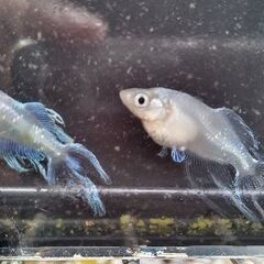 龍の鬣メダカ稚魚10匹の画像