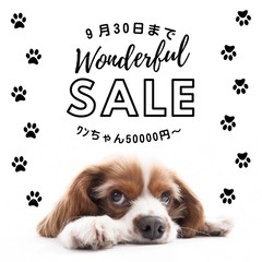 秋のお迎えフェア