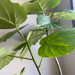 ウンベラータ　2本　高さ約55㎝の画像