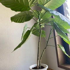 ウンベラータ　2本　高さ約55㎝の画像