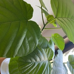 ウンベラータ　2本　高さ約55㎝の画像