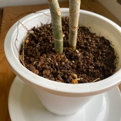 ウンベラータ　2本　高さ約55㎝の画像