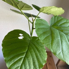 ウンベラータ　白陶器　高さ60㎝の画像