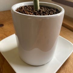 ウンベラータ　白陶器　高さ60㎝の画像