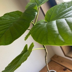 ウンベラータ　白陶器　高さ60㎝の画像