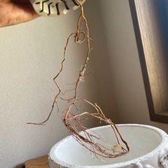 ウンベラータ　高さ45㎝の画像