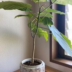 ウンベラータ　高さ45㎝の画像