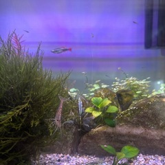 ミックスグッピーの稚魚の画像