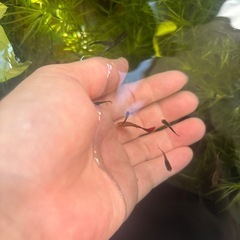 ミックスグッピーの稚魚の画像