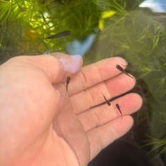 ミックスグッピーの稚魚の画像