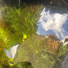 ミックスグッピーの稚魚の画像