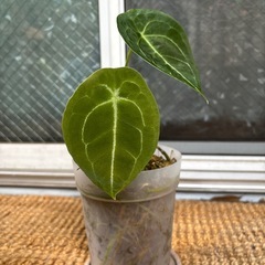 観葉植物　アンスリウム　フォルゲッティの画像