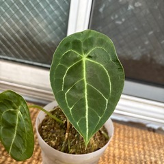 観葉植物　アンスリウム　フォルゲッティの画像