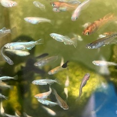 メダカお任せ30匹