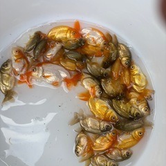 金魚 ★らんちゅう 当歳★ ☆1枚目の容器の個体全部 700円☆の画像