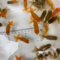 金魚 ★らんちゅう 当歳★ ☆1枚目の容器の個体全部 700円☆の画像