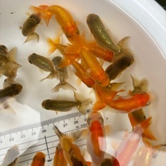 金魚 ★らんちゅう 当歳★ ☆1枚目の容器の個体全部 700円☆の画像