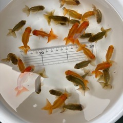 金魚 ★らんちゅう 当歳★ ☆1枚目の容器の個体全部 700円☆の画像