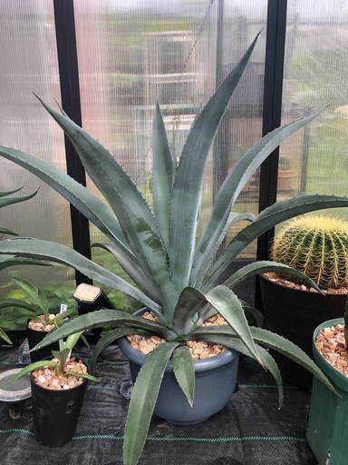 アガベ・アメリカーナ　園芸　ガーデニング　多肉植物　観葉植物