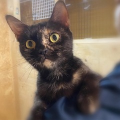 里親募集　アメショ　②