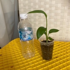 ピンクバナナ苗　の画像