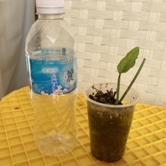 モンステラ　オブリクアペルー　の画像