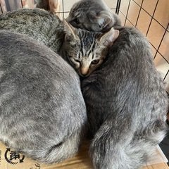 子猫3匹「フユ（キジ2♀）」とママ猫の里親募集