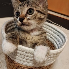 可愛すぎるみぃちゃん