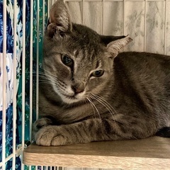 子猫3匹と「ママ」猫の里親募集