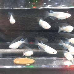 17匹(成魚)　幹之スーパー光　【メダカ】＋【タマミジンコ】【PSB(光合成細菌)【グリーンウォーター】】の画像