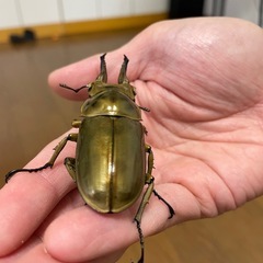 ローゼンベルグオウゴンオニWF1 ♂単の画像