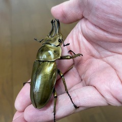 ローゼンベルグオウゴンオニWF1 ♂単の画像