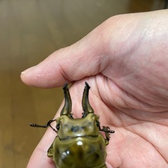 ローゼンベルグオウゴンオニWF1 ♂単の画像