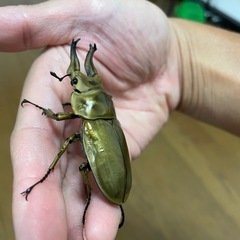 ローゼンベルグオウゴンオニWF1 ♂単の画像