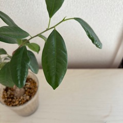 ガジュマルの画像