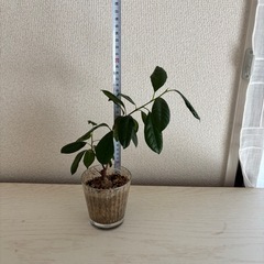 ガジュマルの画像