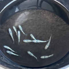 💎レックウザ✨2ペアの画像