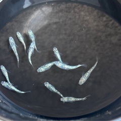 💎レックウザ✨2ペアの画像