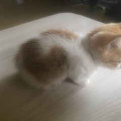 可愛がってくれる里親さん募集します