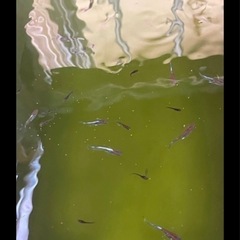メダカレッドクリフの画像
