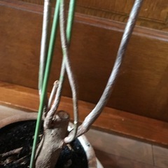 パキラ観葉植物の画像