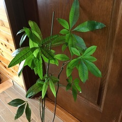 パキラ観葉植物の画像