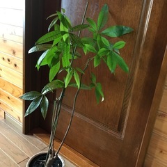 パキラ観葉植物の画像