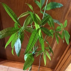 パキラ観葉植物の画像