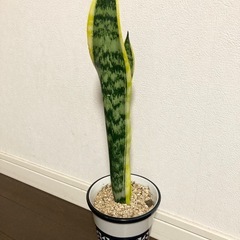 サンスベリア 観葉植物 おしゃれの画像