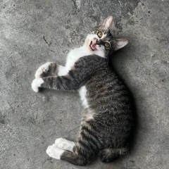 生後半年の子猫です