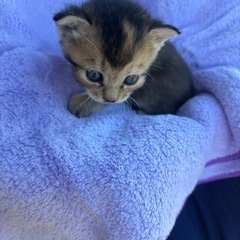 里親募集します