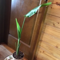 オーガスタの画像