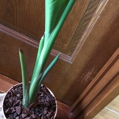 オーガスタの画像